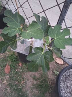 Peter's Honey Fig