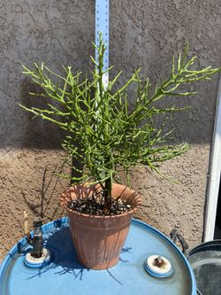 Unique Euphorbia “Briar Patch” Tree Rooted