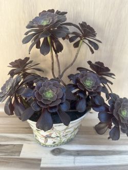 Succulent Plant 