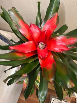 Vibrant Red Bromeliad Houseplant