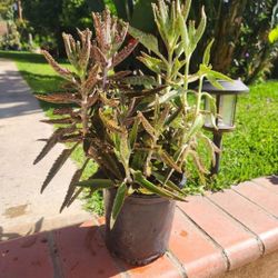 Kalanchoe Mother Of Thousand Suculent Plant Medesinal