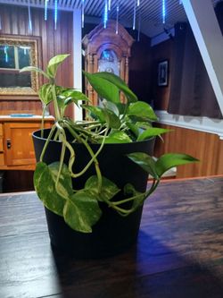 Full 9" Golden Pothos Houseplant - Pot Included
