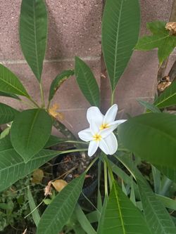 White Frangipani (plumeria)