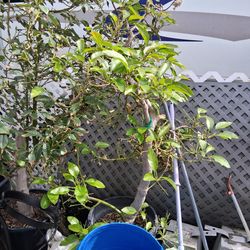 Avocado trees