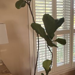 Healthy Living 7' Fiddle Leaf Fig Plant