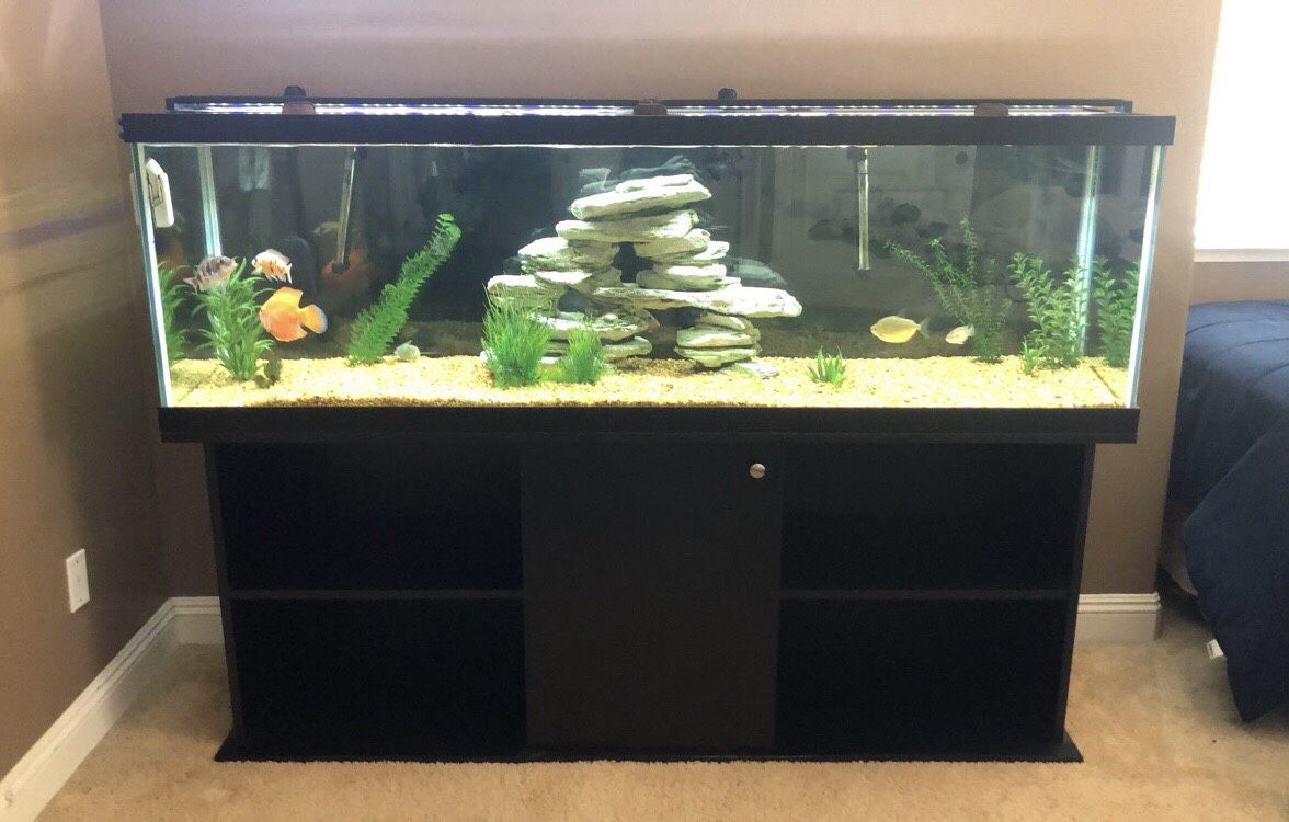 125 gallon aquarium (EVERYTHING included)