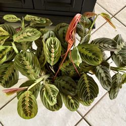 ♥️SUPER HEALTHY,FULL🌿//PRAYER PLANT♥️PLS READ DESCRIPTION)