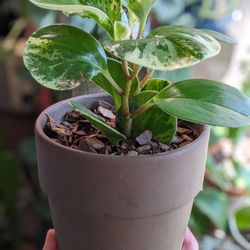 Marble Peperomia Plant