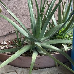 Aloe Vera 