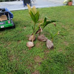 4 Matt's De Coco  X $20