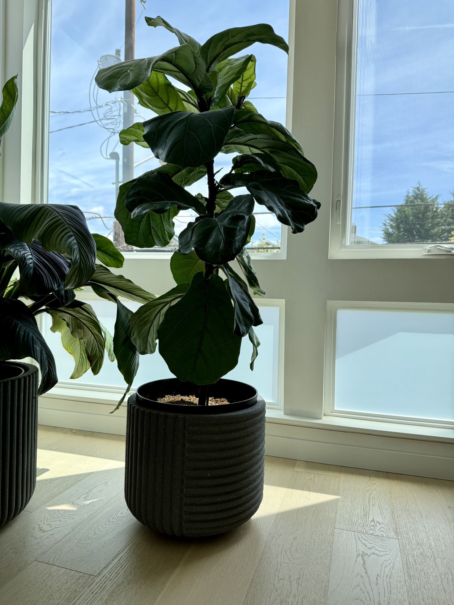 Fiddle Leaf Fig Plant