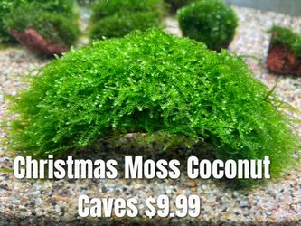 Aquarium Plants, Moss, Coconut Moss Caves,