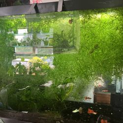 Guppy Grass For Sale