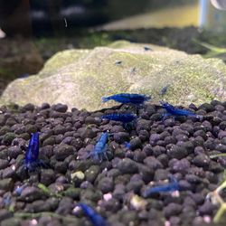 Blue Dream Fish Tank Decor