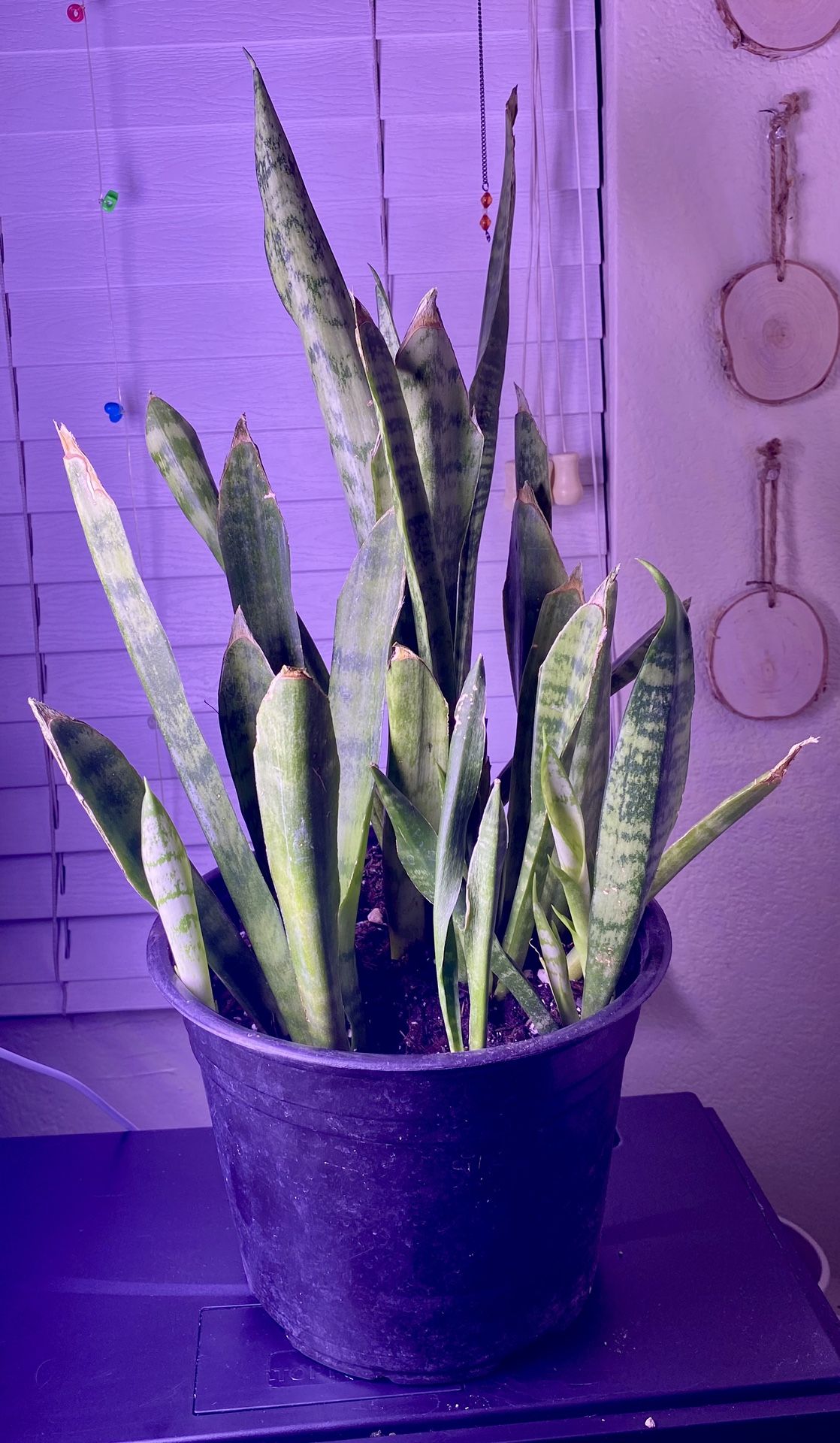Snake Plant