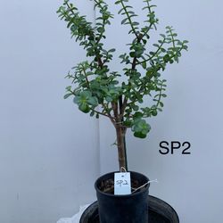 SP2- Elephant Bush Plant 
