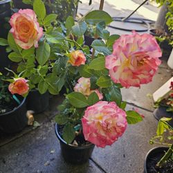 ROSES Rosales