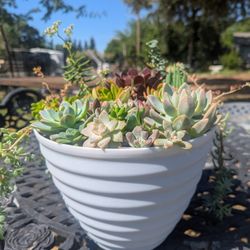 Succulent Arrangements 