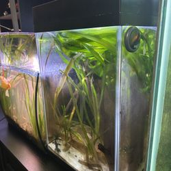 10 gal tall tank