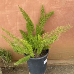 Fern