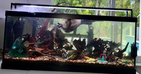 Aquarium Fish Tank - Fresh Water setup