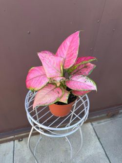 6” aglaonema lucky red 