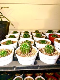 Easter Lily Cactus