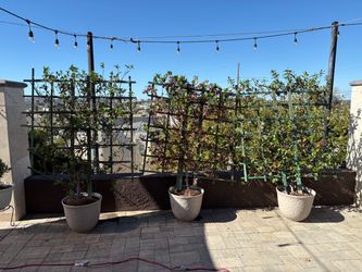 Large White Decorative Planters with Trellis Plants