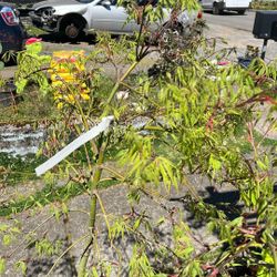 Japanese Mapleviridis