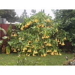 Angel Trumpet Plants
