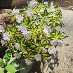 Plantas 