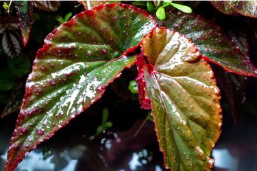 Begonia Arabian Sunset