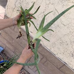 aloe vera (savila) for Sale in Las Vegas, NV - OfferUp