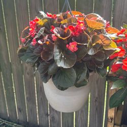 Plant Sale