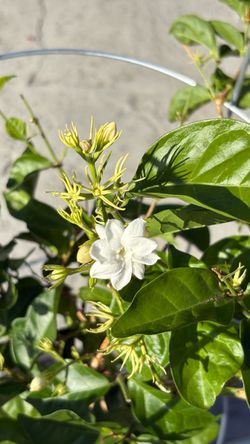 🌿 TALL ARABIAN JASMINE — 5 GALLON(#2)