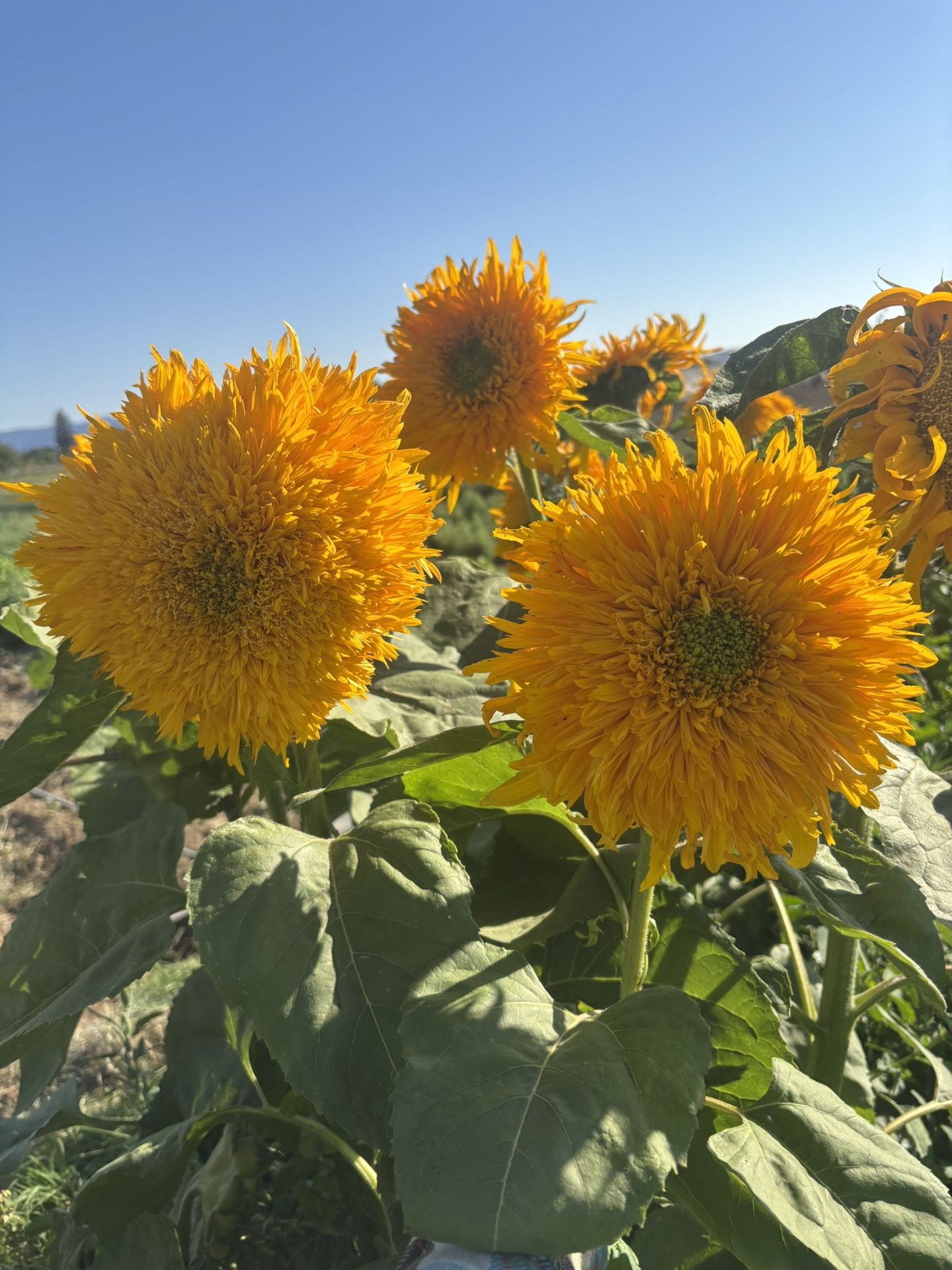 Flowers