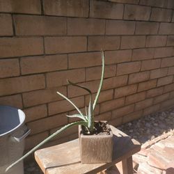 Aloe Plant 
