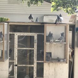 Racing Homing pigeons 