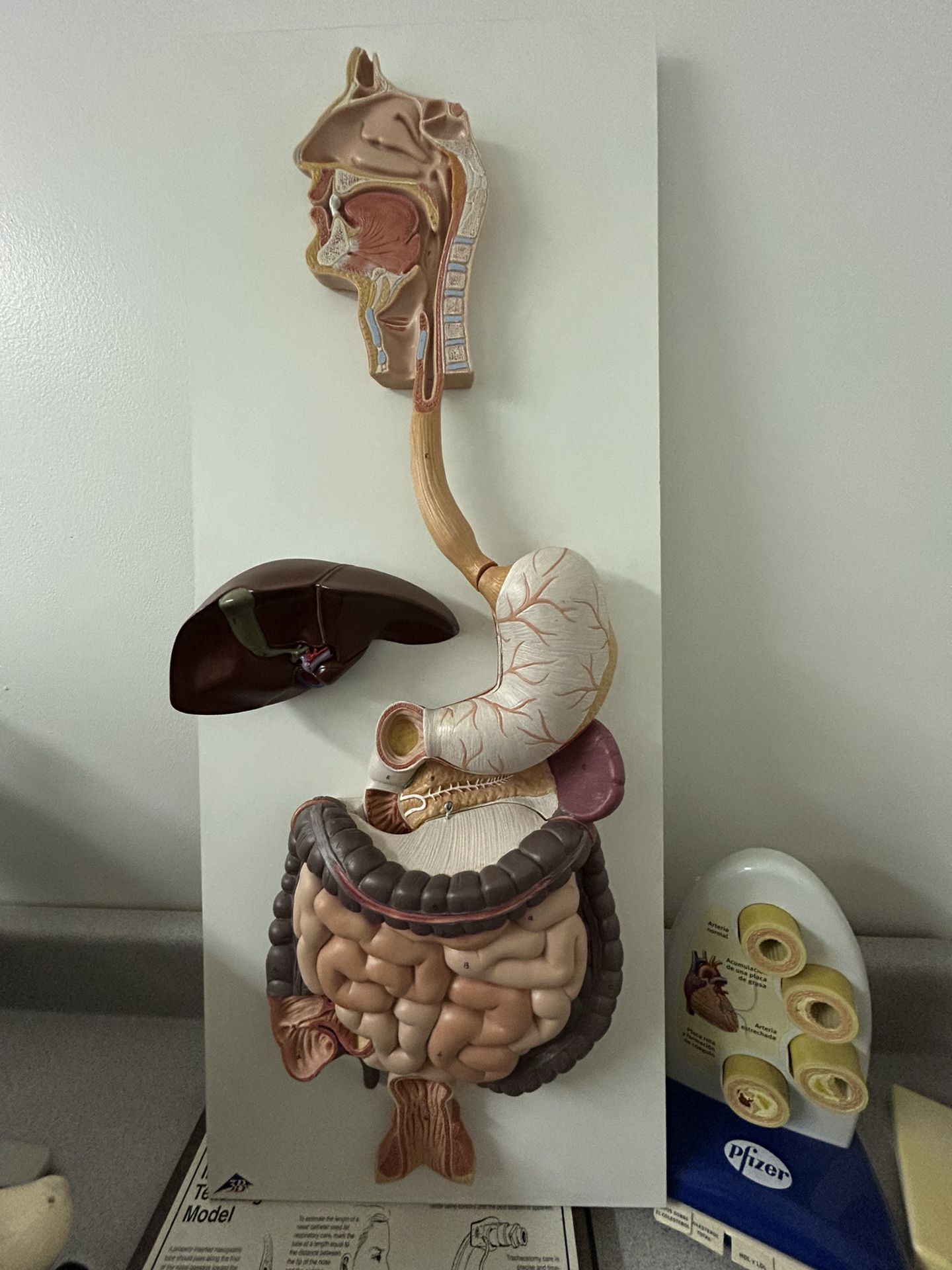 Anatomy Digestive System Model
