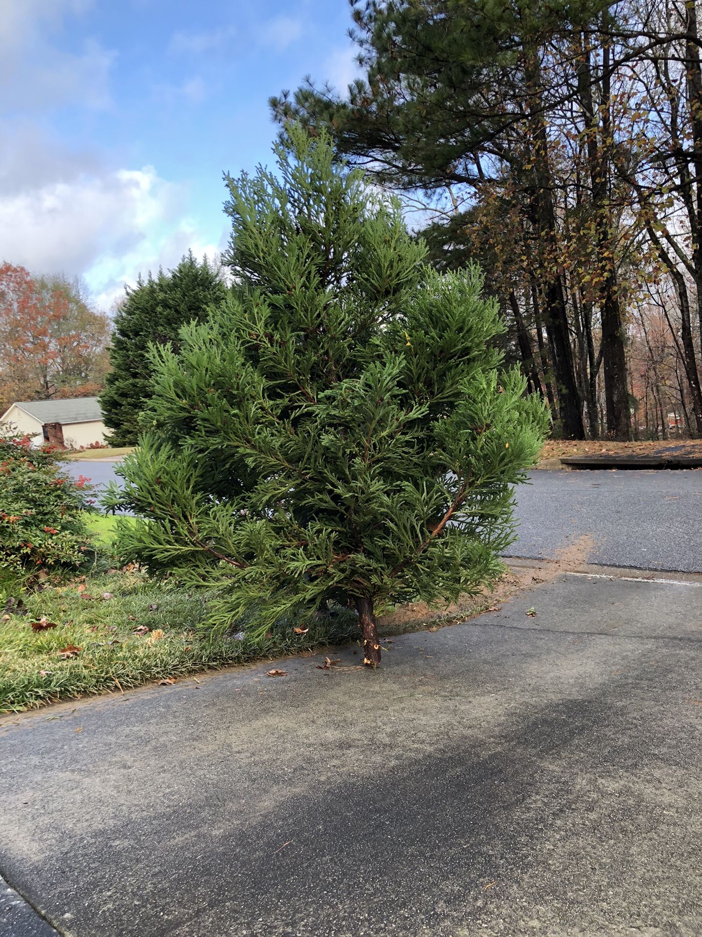 Free Christmas Cedar tree freshly cut