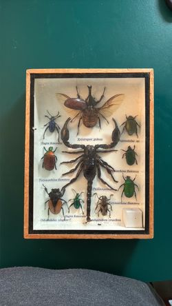 Framed Entomology Insect Display Box