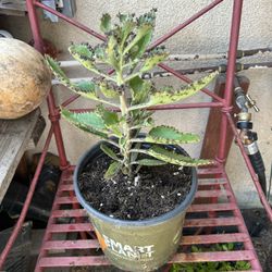 Kalanchoe - Mala Madre Plant 🪴 