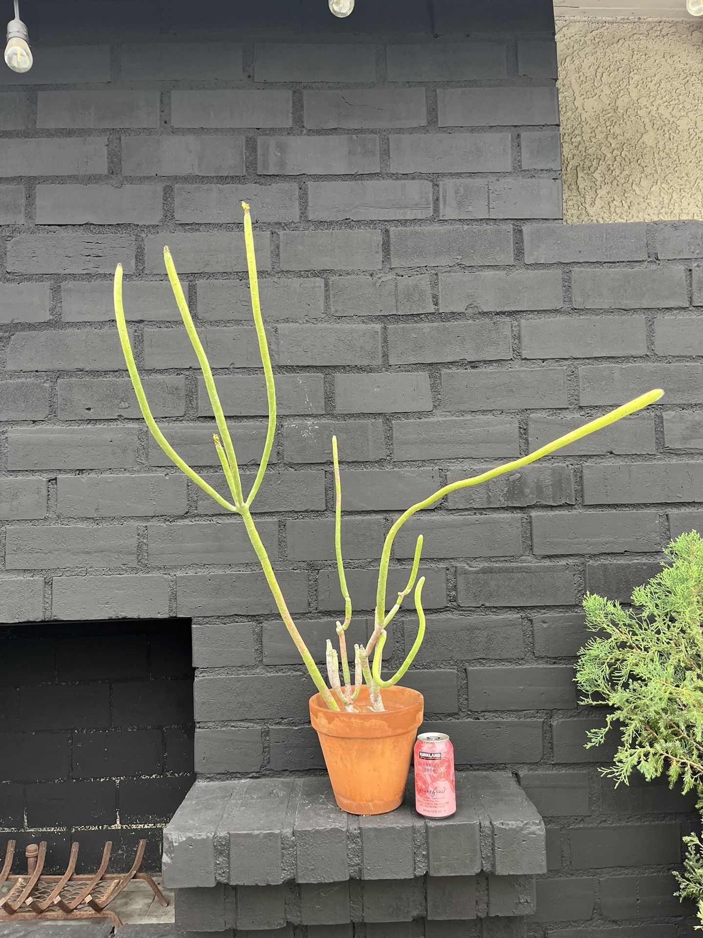 Succulents