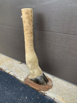 🦒🦒🦒🦒🦒GIRAFFE LEG🦒🦒🦒🦒🦒