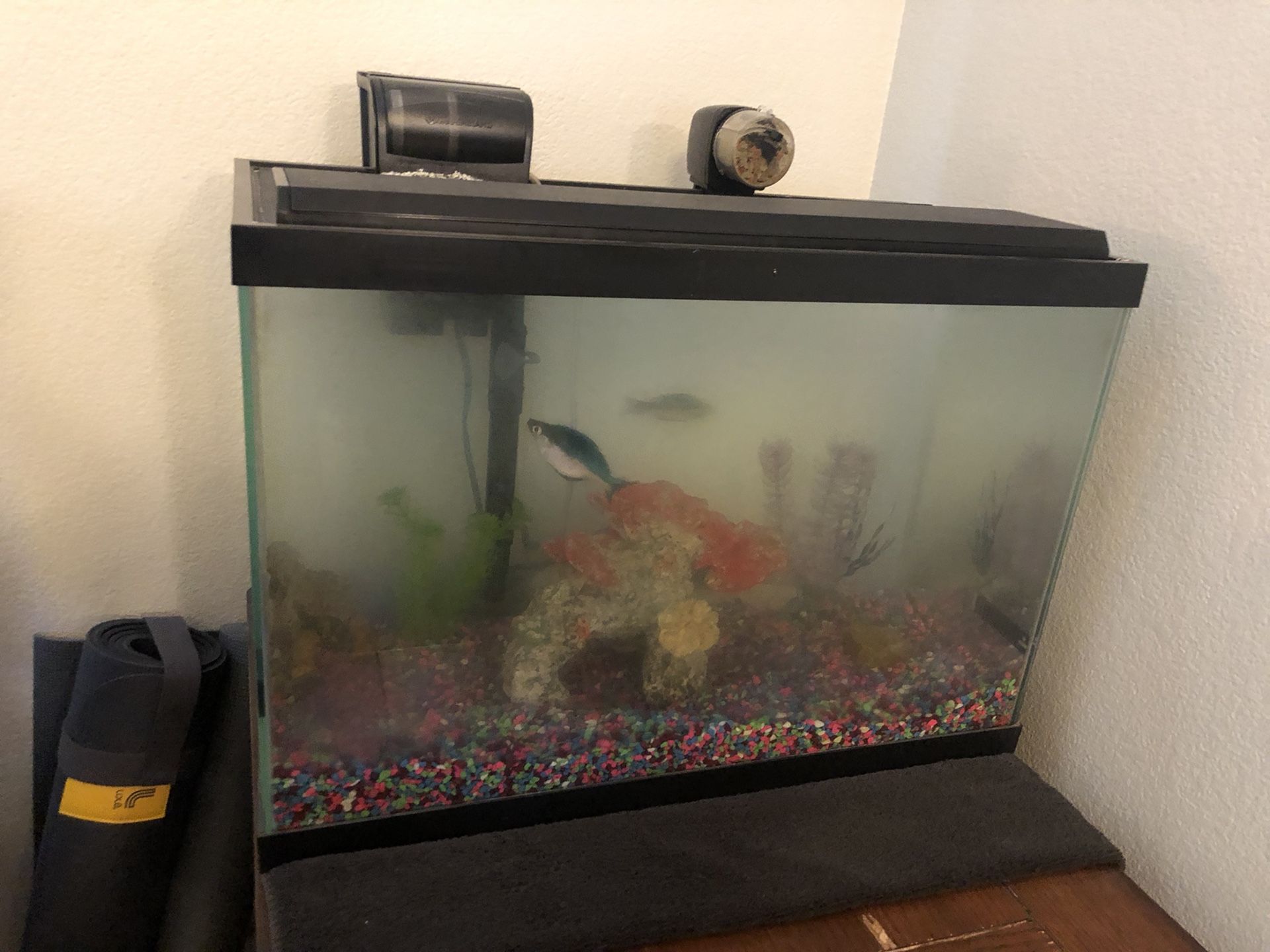 20 gallon fish tank