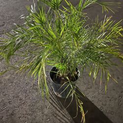 10 in. Phoenix Roebelenii Pygmy Date Palm Plant