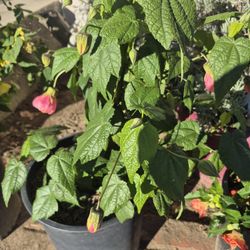 5 GALLON  PINK CHINESE  LANTERN  LIVE  PLANT 🪴 