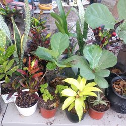 $6 An $3 Plant Tables Off Barrancas 