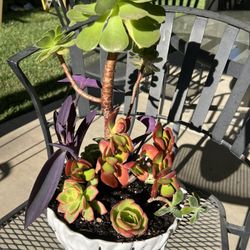 Beautiful Colorful Succulent 