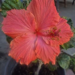 Large Flowr Hibiscus 